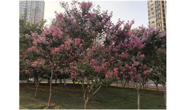 夏秋季節(jié)，錫城首次驚現(xiàn)紫薇花開(kāi)美景